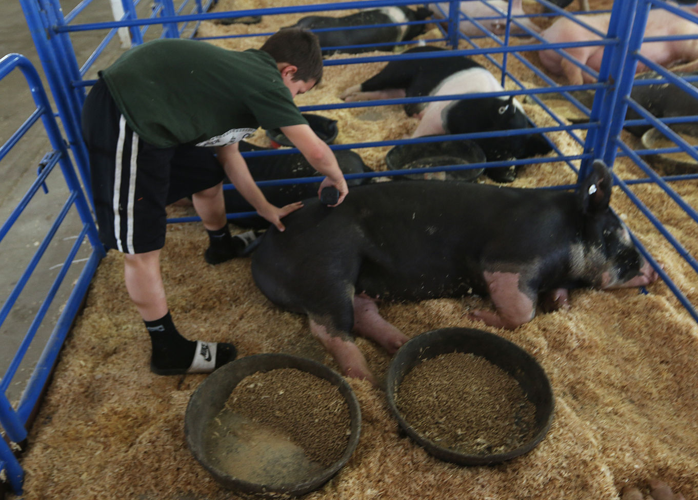 Kings Fair animal arrival
